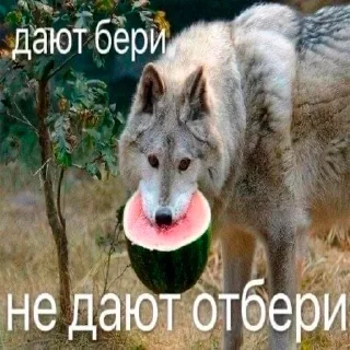 Стикер Интернет-приколы в стиле "мем" - 2