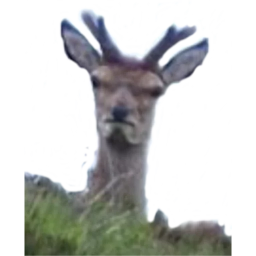 Sticker interrmod - 3