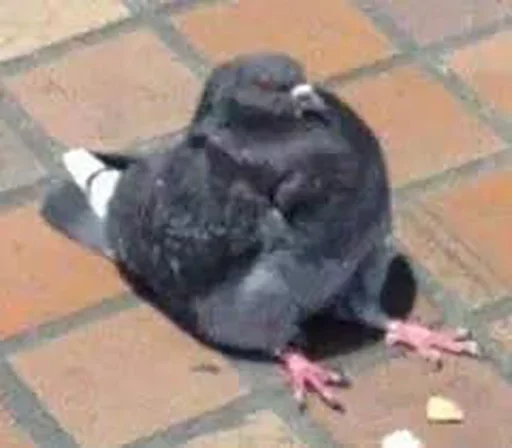 животное птица голубь