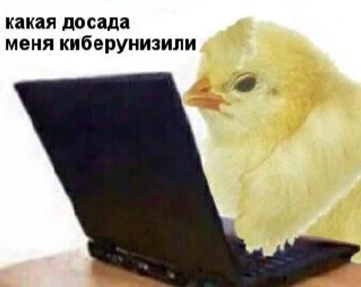 птица животное клюв