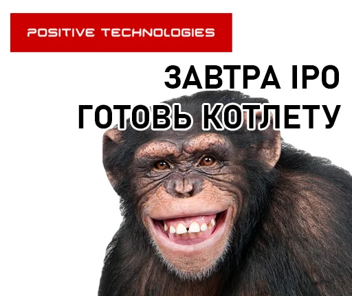 mammal animal primate