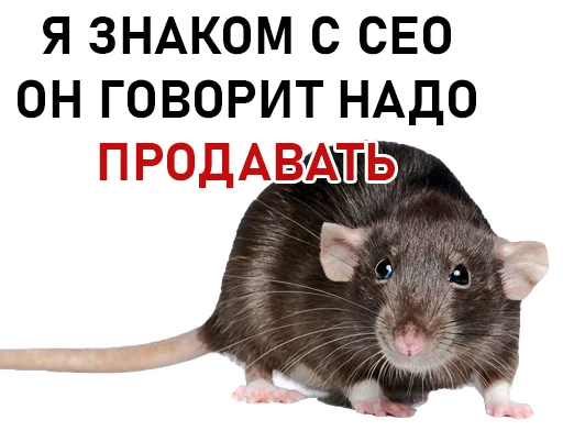 rodent mammal animal