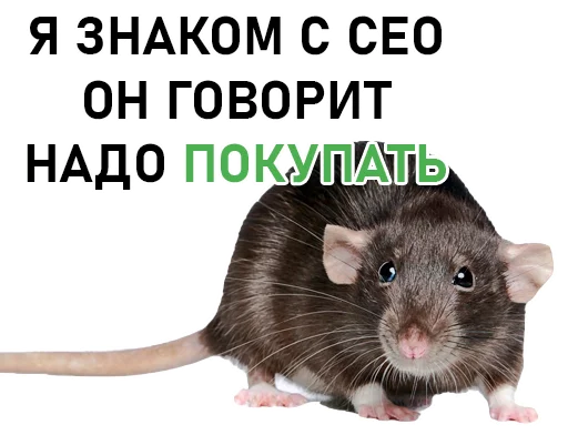 rodent mammal animal