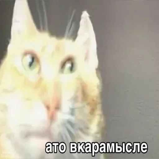 животное млекопитающее кошка