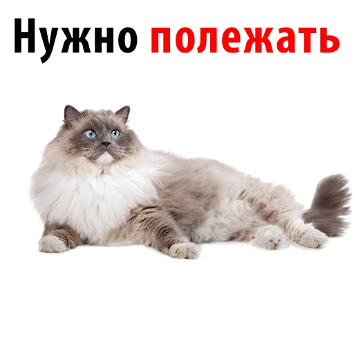 животное млекопитающее кошка