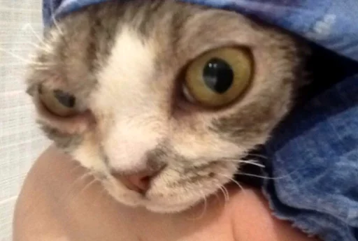 животное млекопитающее кошка