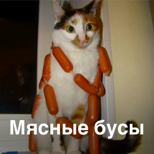 кошки малого и среднего размера животное домашняя кошка