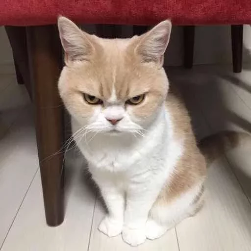 млекопитающее животное кошка