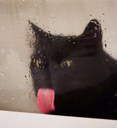 кошка чёрная кошка кошки малого и среднего размера