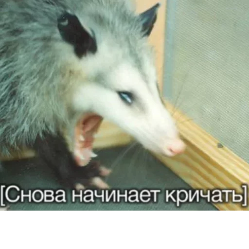 mammal animal possum