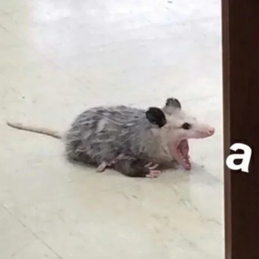 animal mammal rat