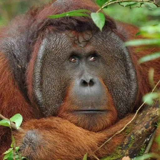 mammal animal primate