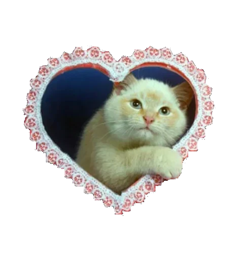 small to medium-sized cats animal cat