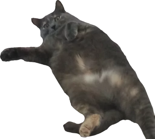 animal cat domestic cat