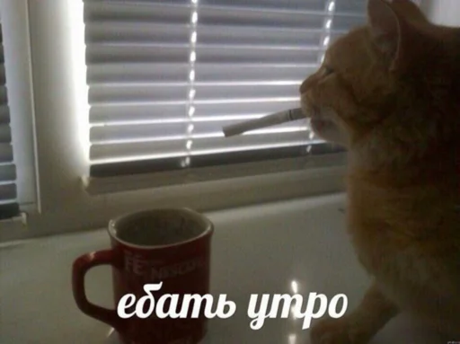 кошка животное комнатный