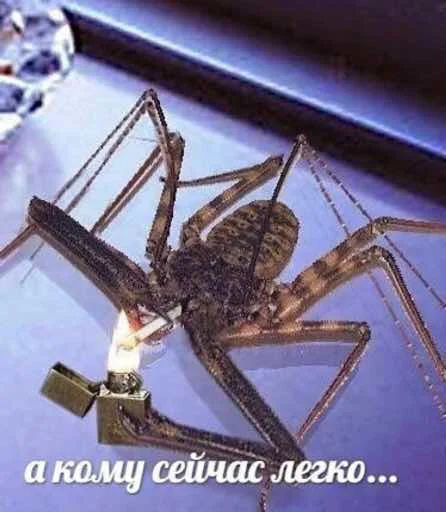 животное СМС беспозвоночный