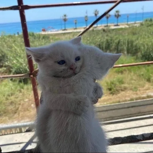 Sticker iskrilya - 1