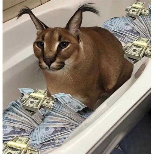 кошка животное млекопитающее