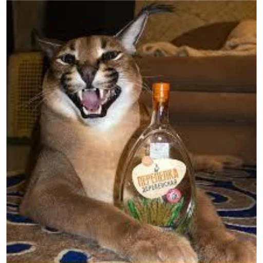 кошка животное млекопитающее