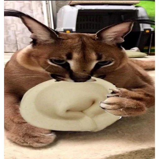 кошка животное млекопитающее