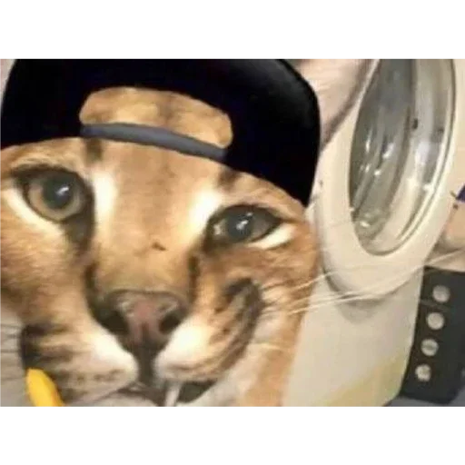 кошка животное кошачьи