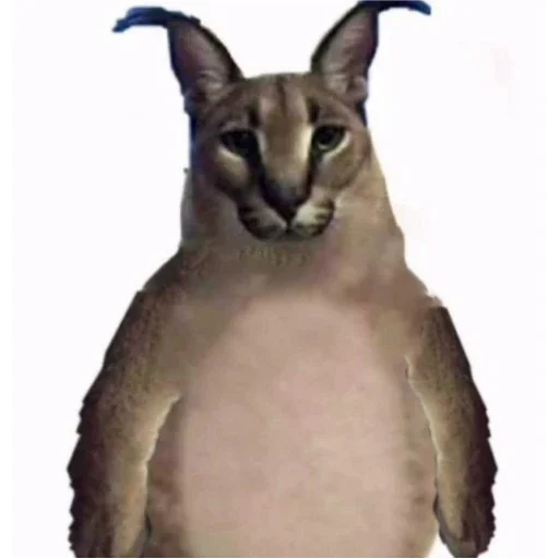 животное кошка млекопитающее