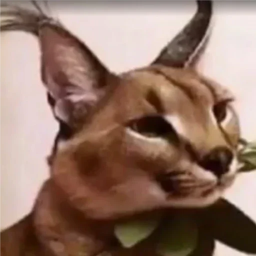 кошка животное Дикая кошка