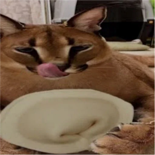 кошка животное Дикая кошка