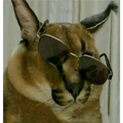 животное кошка млекопитающее