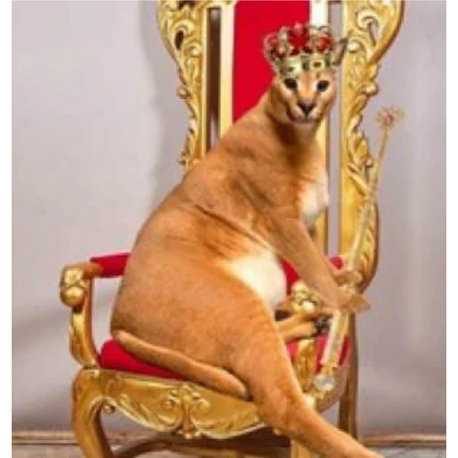 домашнее животное собака стул