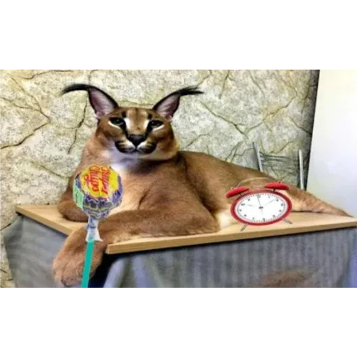 кошка животное млекопитающее