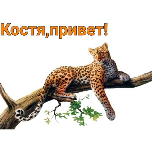 animal mammal leopard