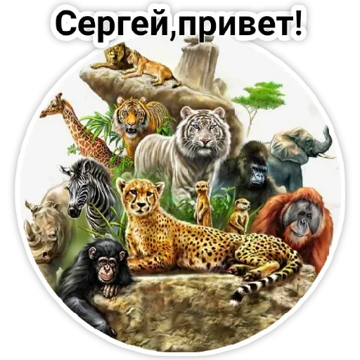 mammal big cats animal