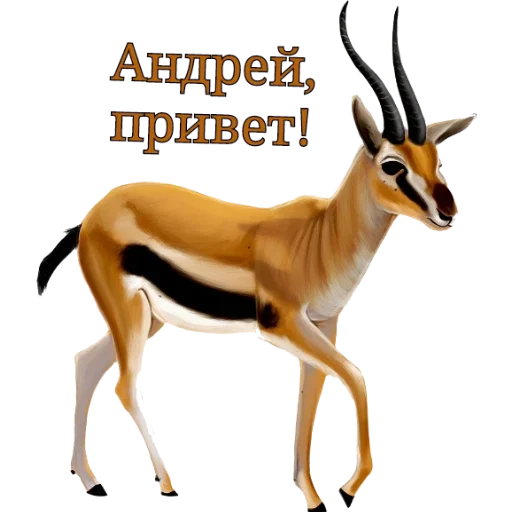 animal mammal antelope