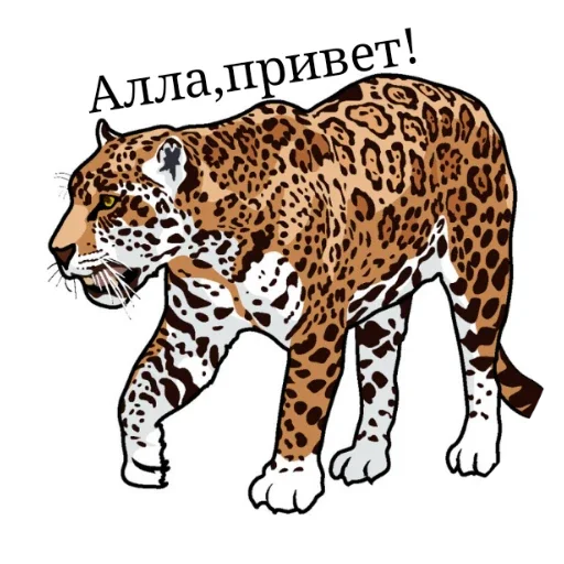 животное млекопитающее большие кошки