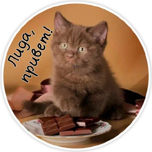 кошки малого и среднего размера млекопитающее домашняя кошка