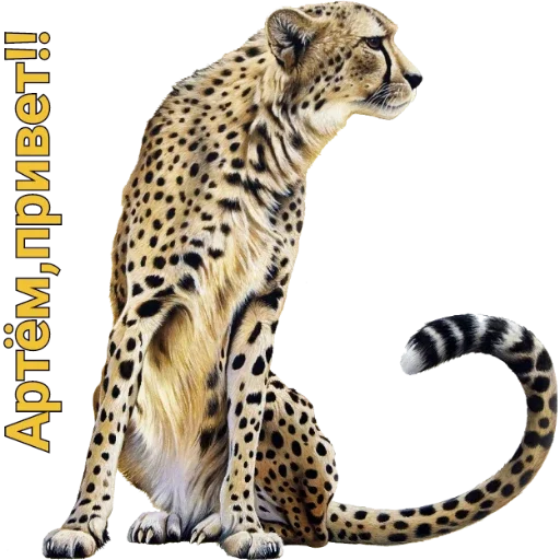 животное млекопитающее большая кошка