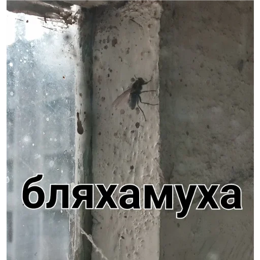 Стикер ПЕРВЫЙ ПАКЕТ - 6