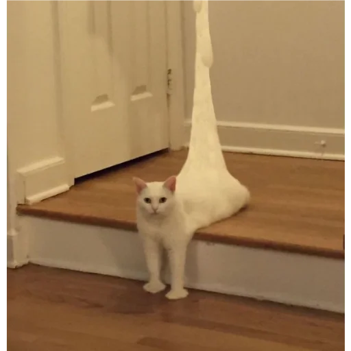 indoor small to medium-sized cats felidae