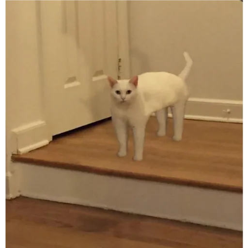 indoor small to medium-sized cats wall