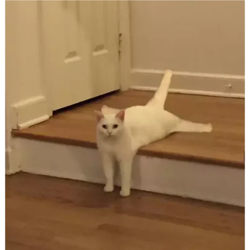 small to medium-sized cats indoor floor