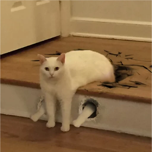 small to medium-sized cats indoor mammal