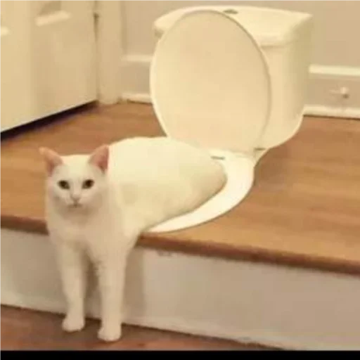 small to medium-sized cats indoor wall