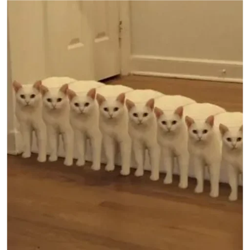 indoor small to medium-sized cats animal