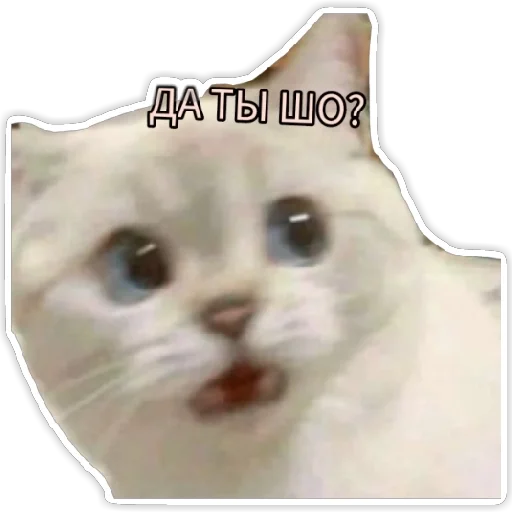 животное кошка млекопитающее