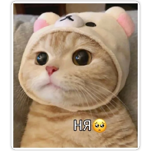 животное кошка млекопитающее