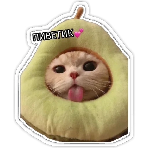 кошка животное млекопитающее