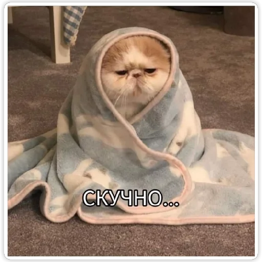 млекопитающее животное комнатный