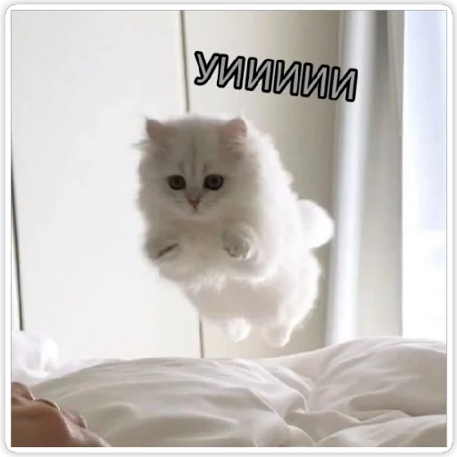 животное кошки малого и среднего размера кошка