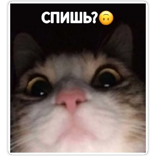 млекопитающее животное кошка